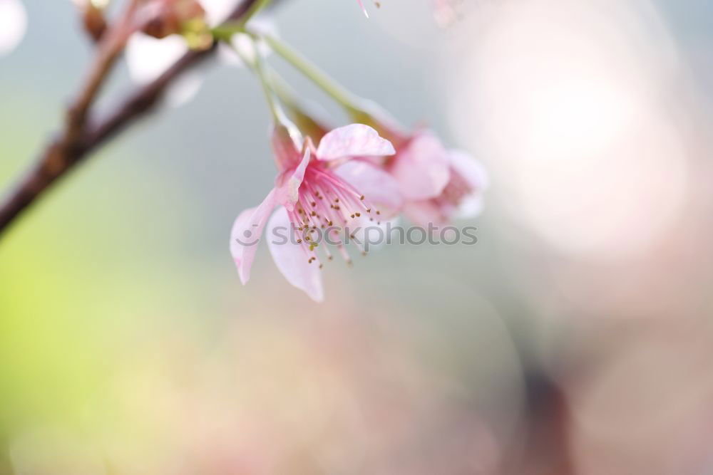 Similar – Image, Stock Photo Spring I Nature Plant