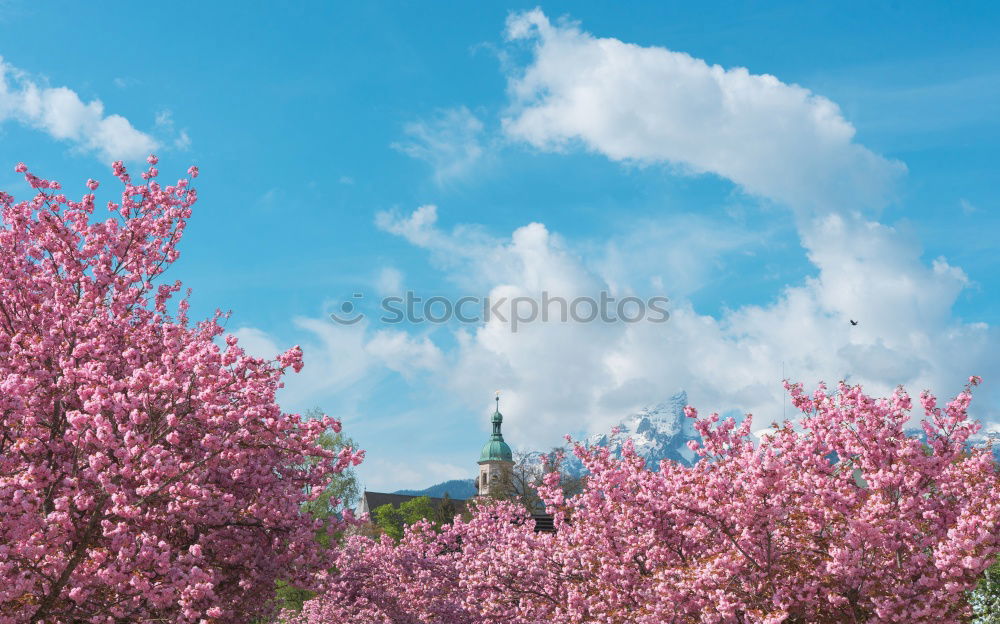 Similar – Frauenkirche Dresden in spring