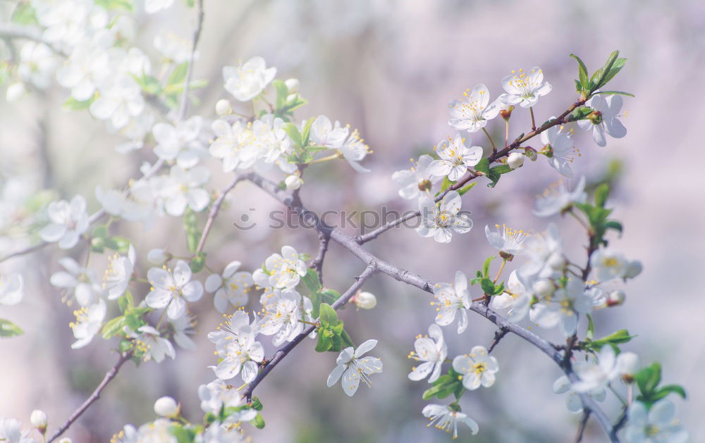 spring blooms Environment