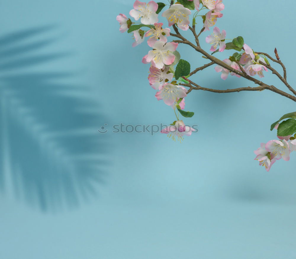 Similar – Sakura I Cherry blossom