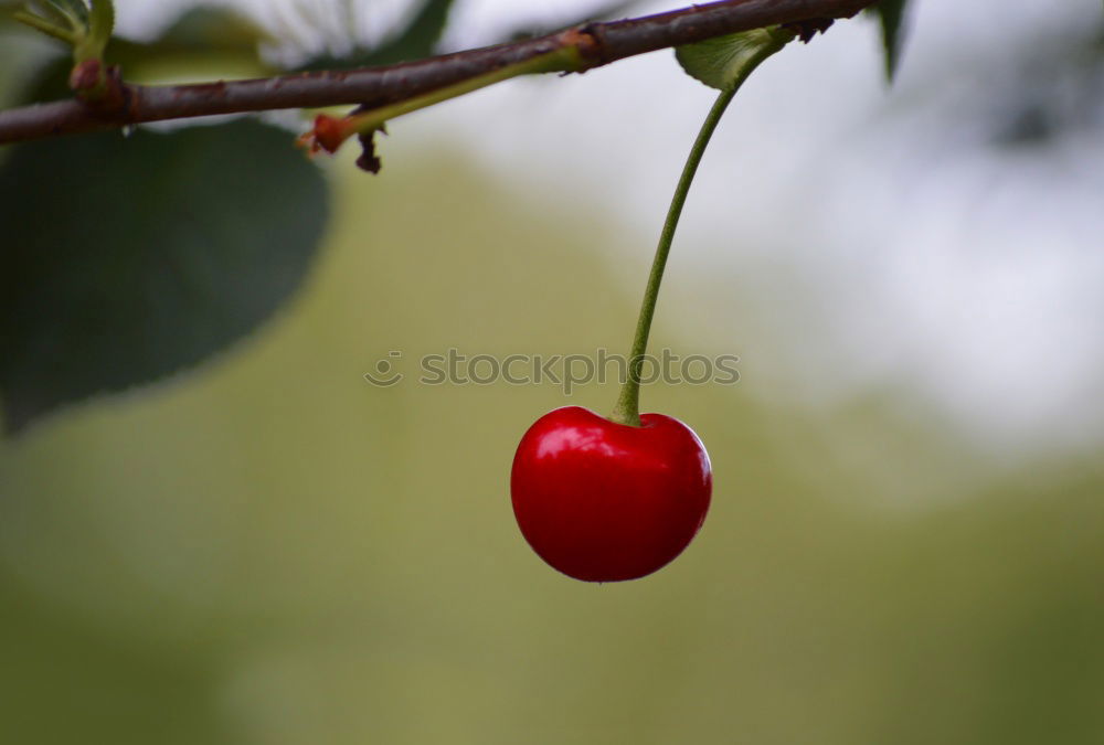 Similar – a handful of berries Food