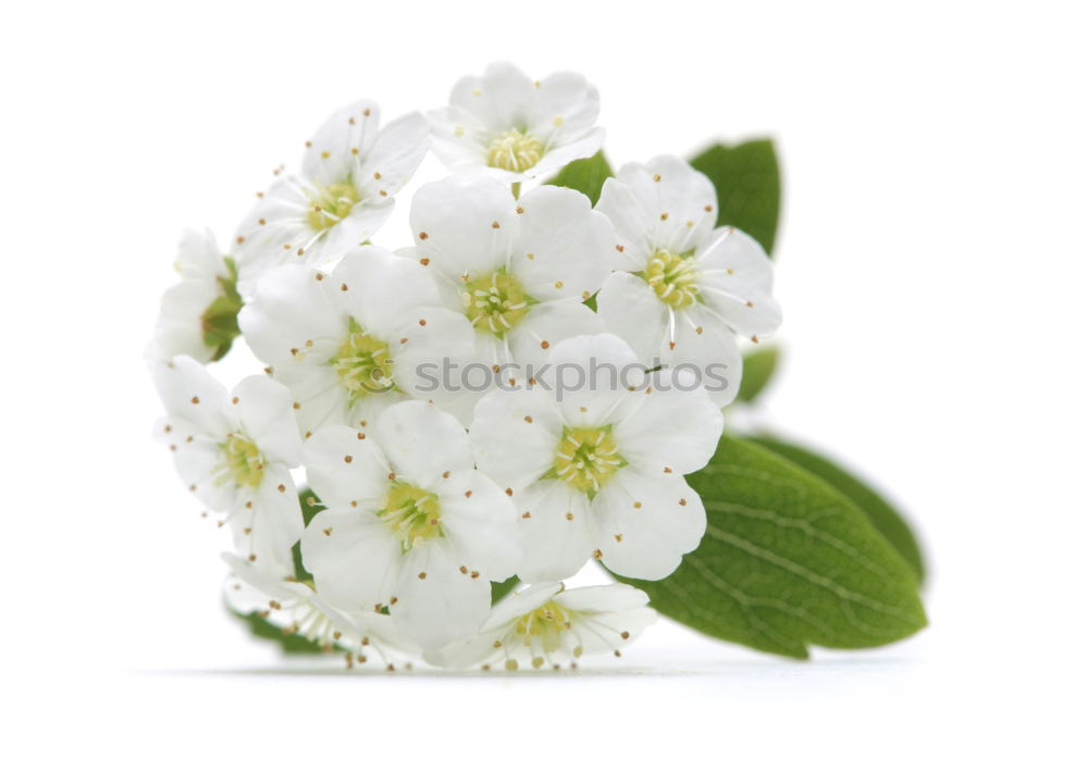 Similar – Image, Stock Photo Caper; Capparis; spinosa