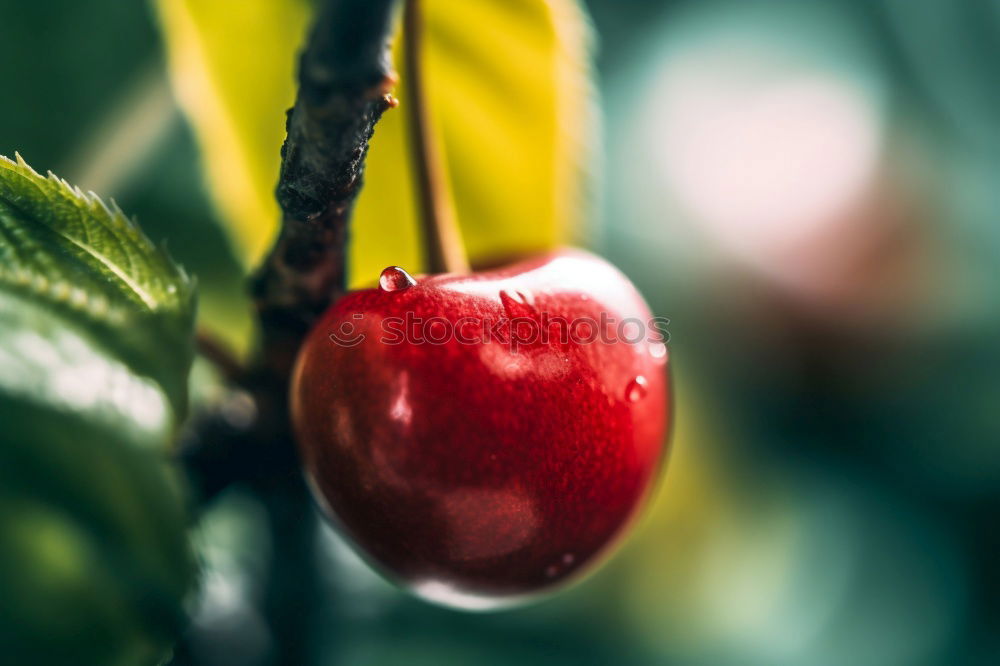 Image, Stock Photo urban gardening fresh bio radieschen