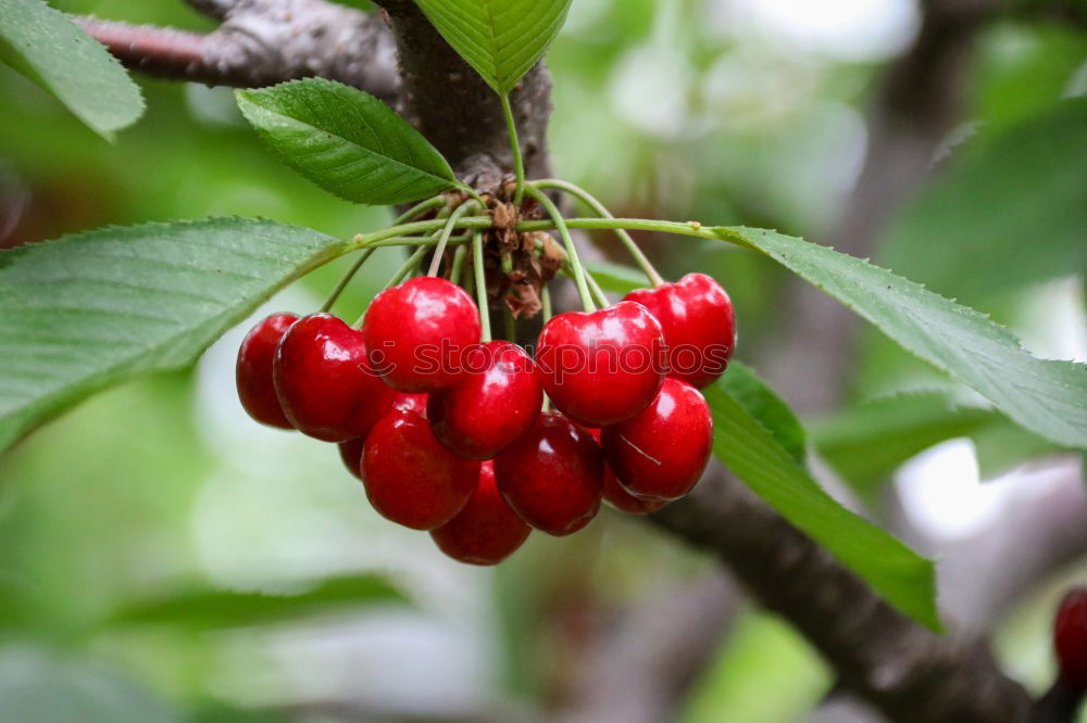 Similar – ripe fresh organic cherries