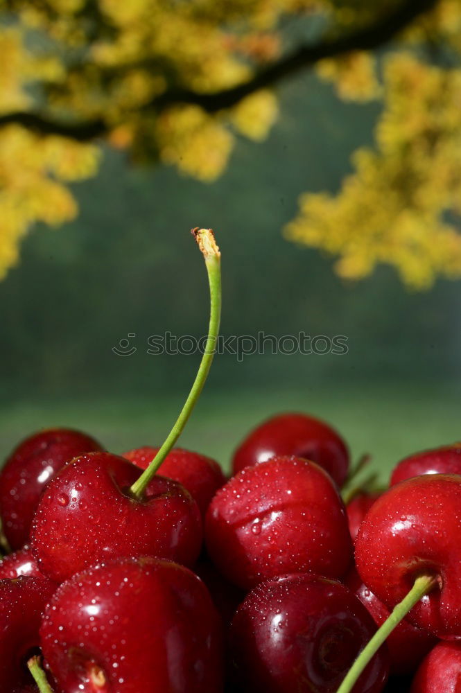 Similar – Wildes Früchtchen