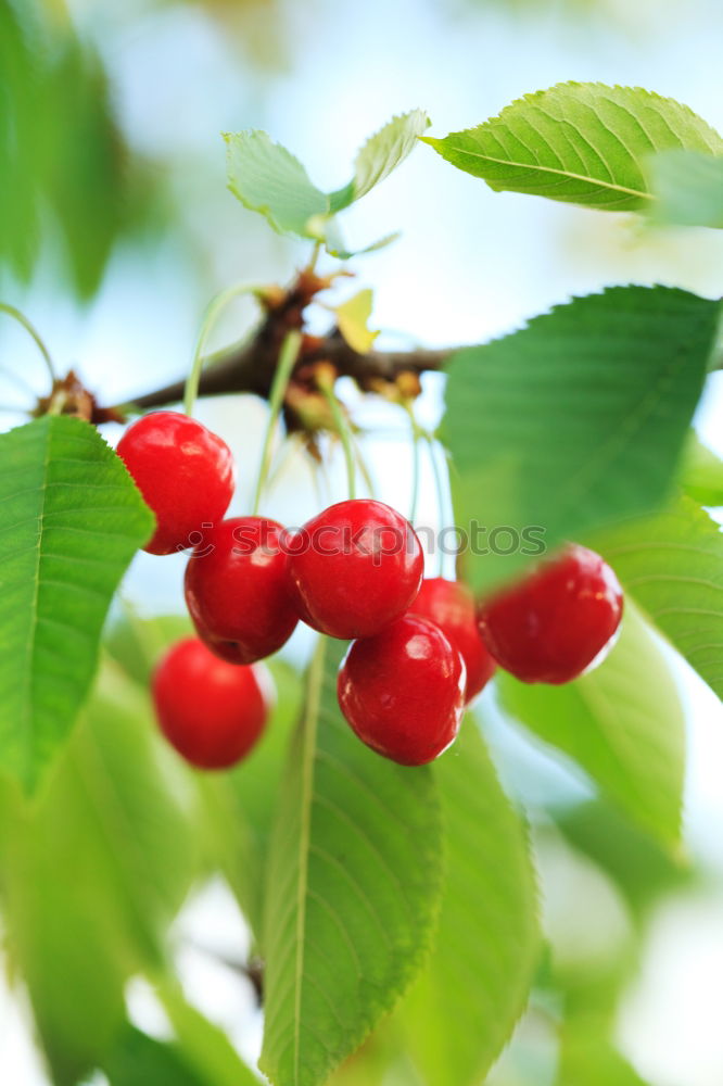 Similar – Image, Stock Photo Closeup of ripe red cherry berries on tree among green leaves