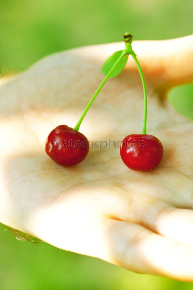 Image, Stock Photo anticipation Fruit Cherry