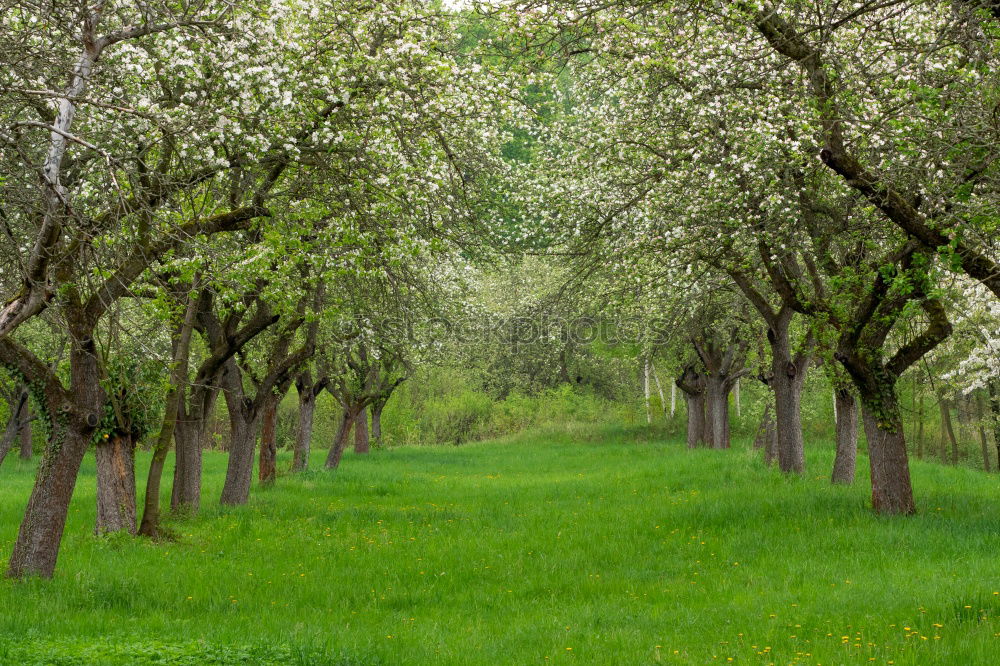 Image, Stock Photo Grassy path through sunny avenue