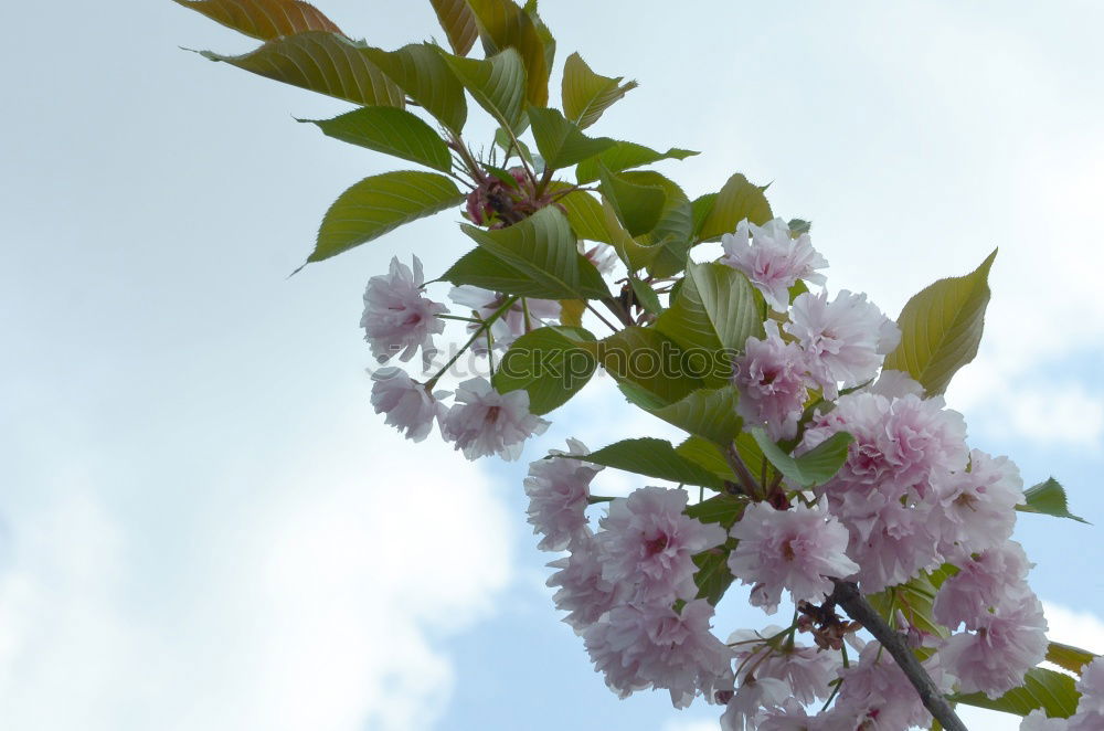 Similar – Image, Stock Photo tree blossoms Spring Tree