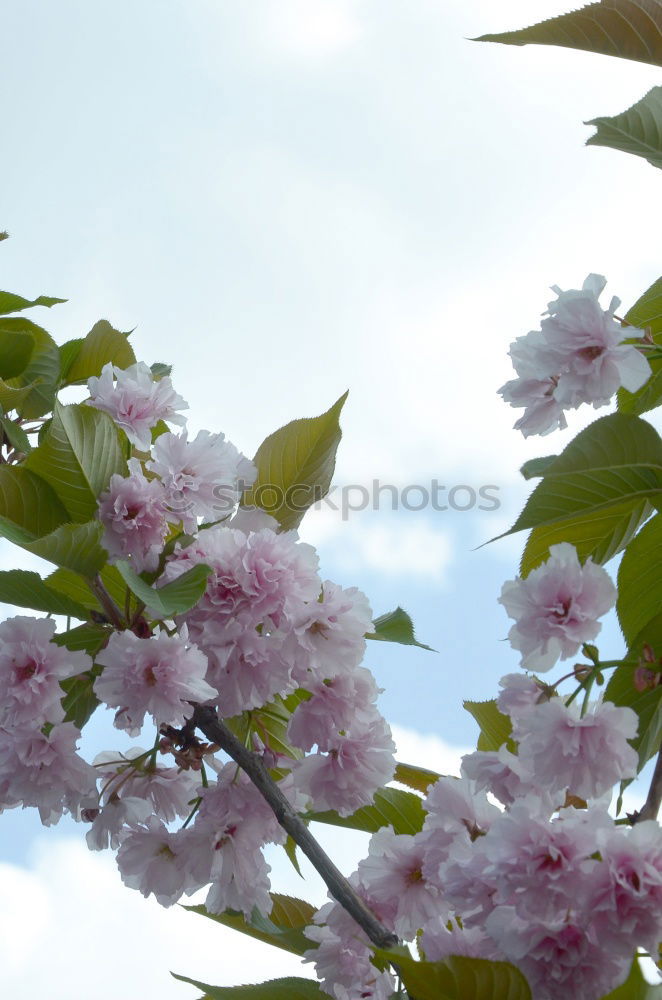 Similar – apple tree blossoms