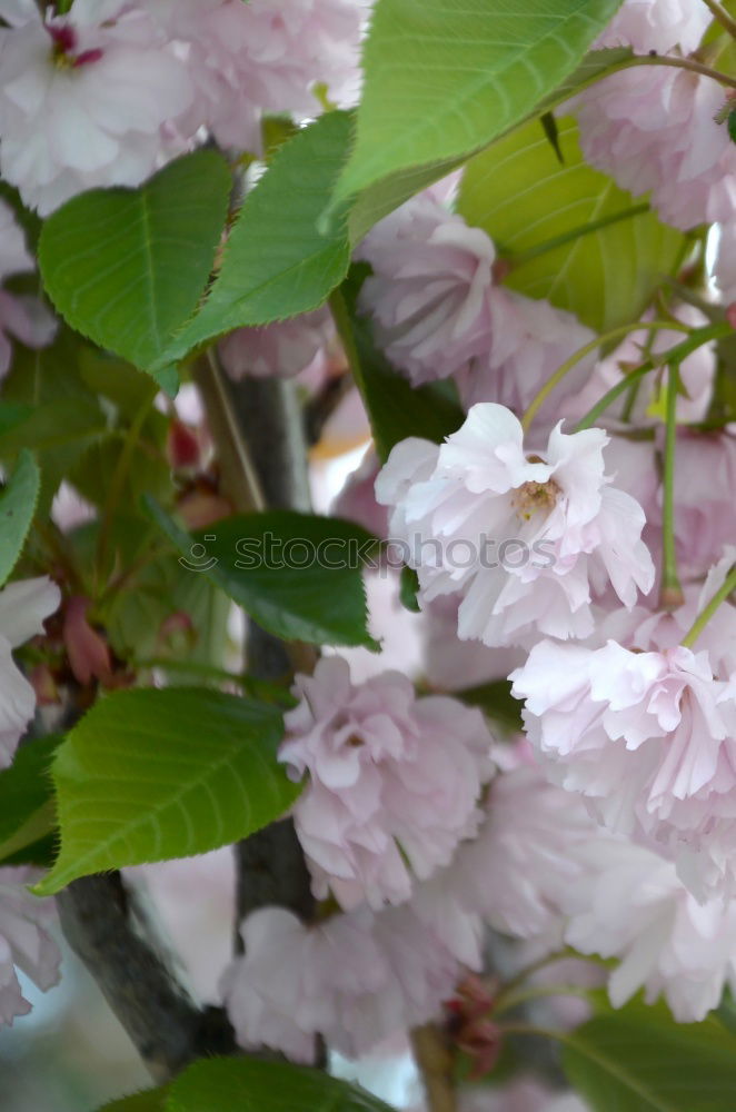 Foto Bild Der Frühling zeigt sein buntes Band…