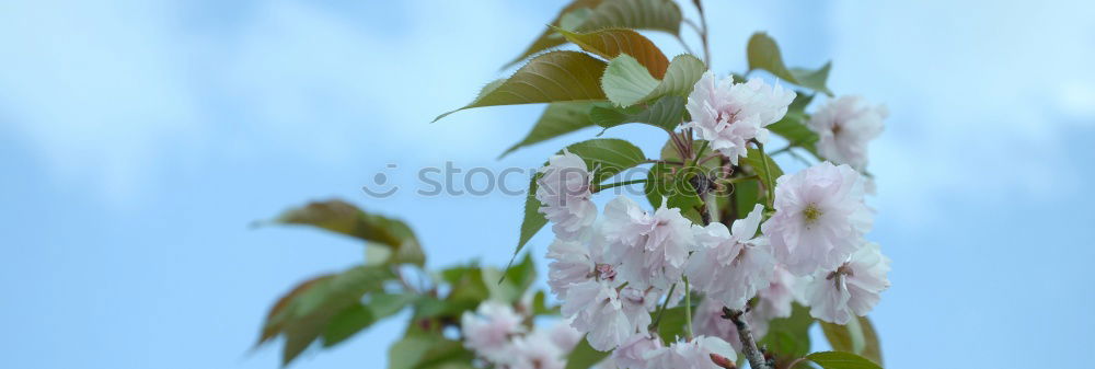 Similar – Image, Stock Photo spring bloomers Nature