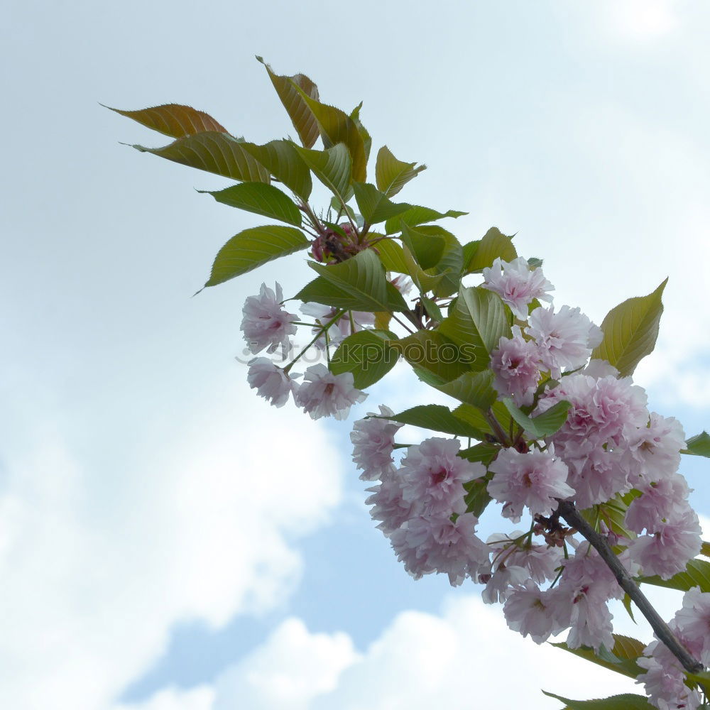 Similar – apple tree blossoms