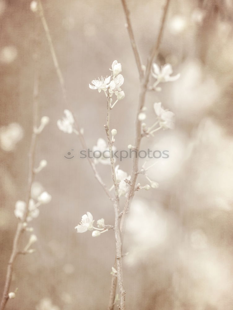 Similar – Image, Stock Photo spring Human being