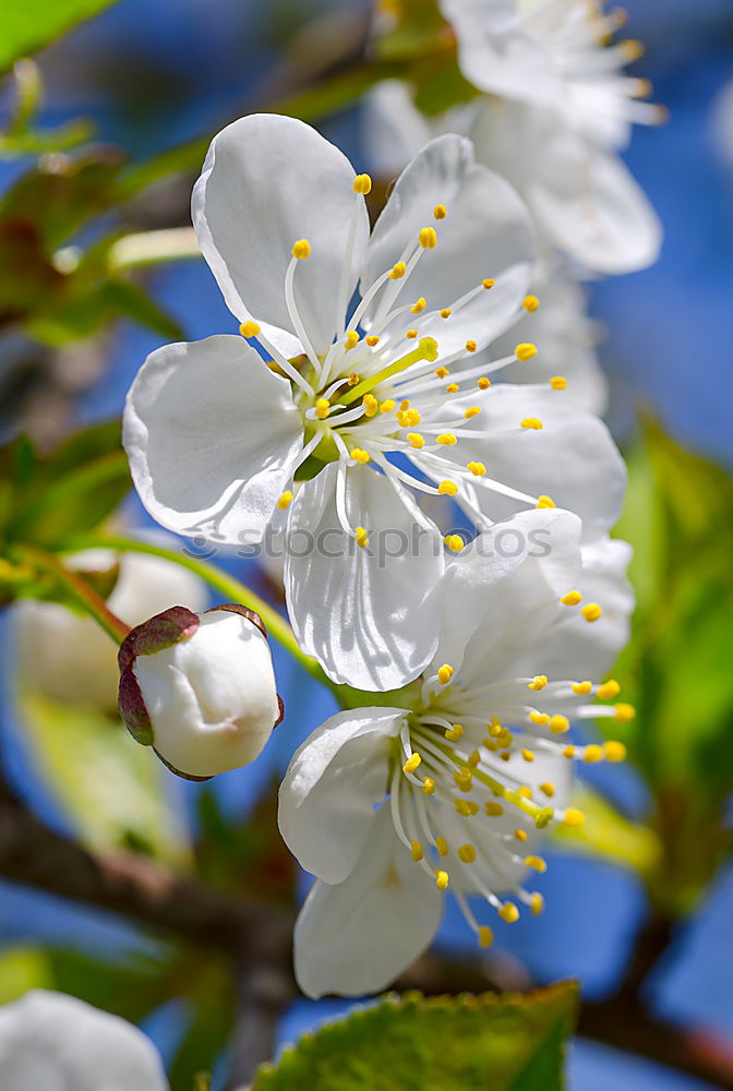 Similar – Foto Bild Spring in bloom springen