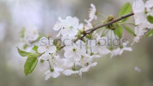 Similar – Image, Stock Photo Apple Tree Flowers