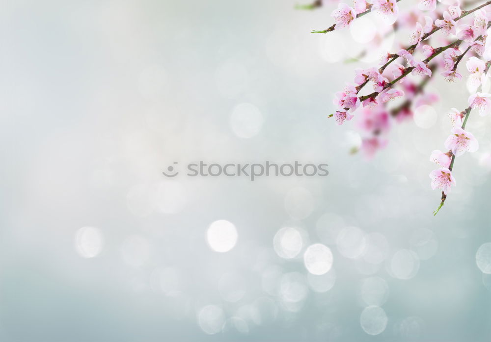 Similar – White spring cherry blossom on blue background