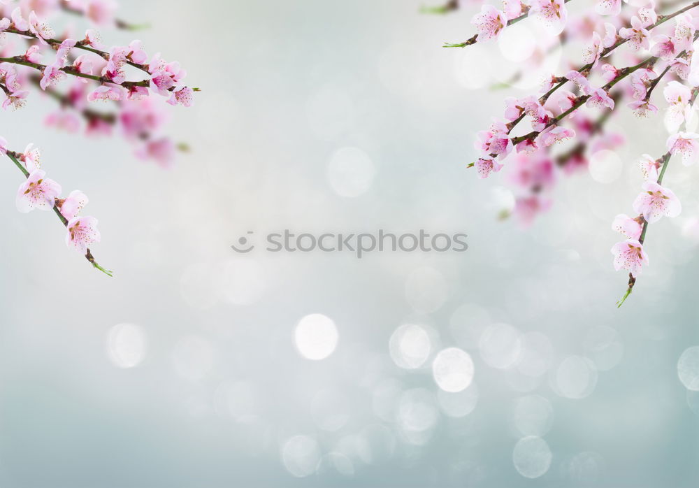 Similar – White spring cherry blossom on blue background