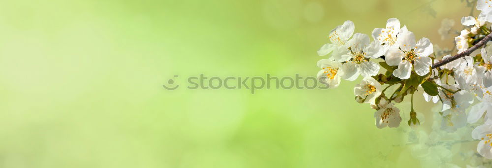 Similar – Image, Stock Photo Spider’s web in autumn against the light