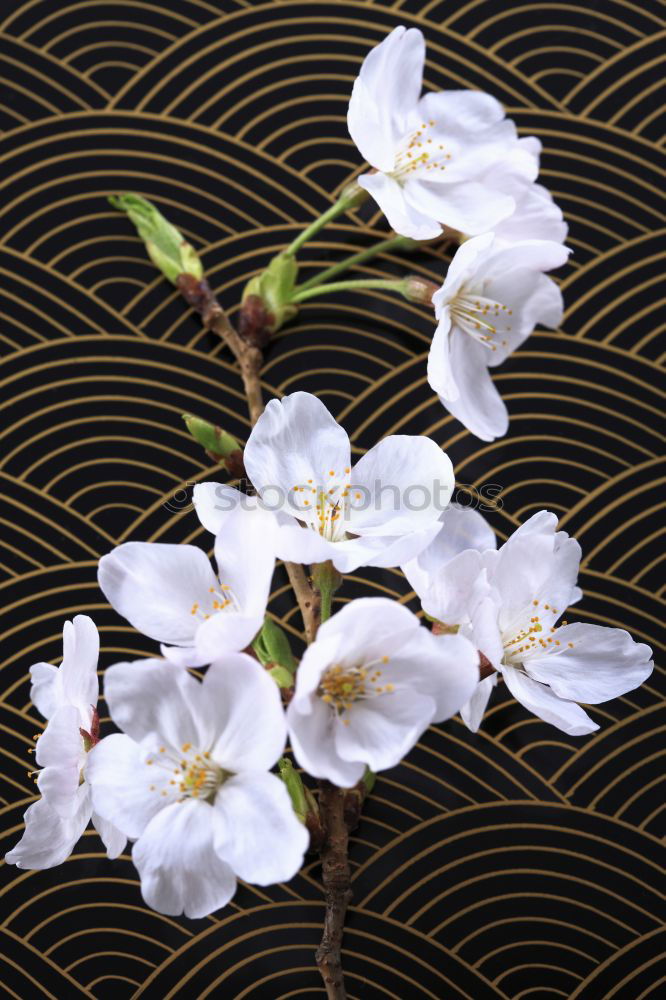 Similar – Image, Stock Photo Mystic flower II Flower