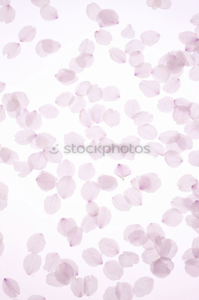 Similar – Image, Stock Photo lilac purple Violet Colour