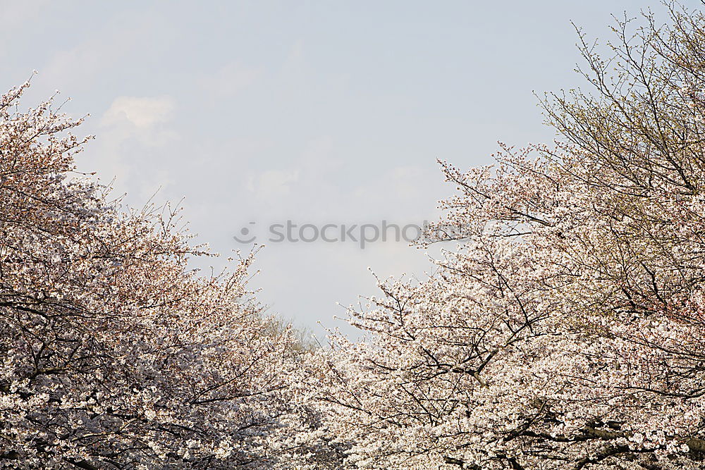 Similar – cherry blossoms #3 River