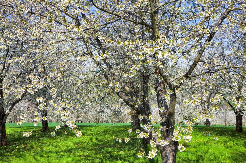Similar – Image, Stock Photo White Giant Spring Laundry