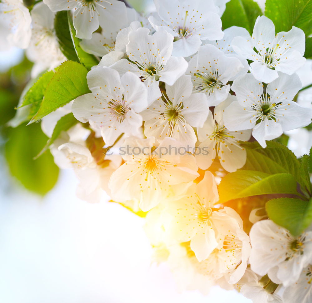 Similar – Image, Stock Photo Ever Dream Nature Spring