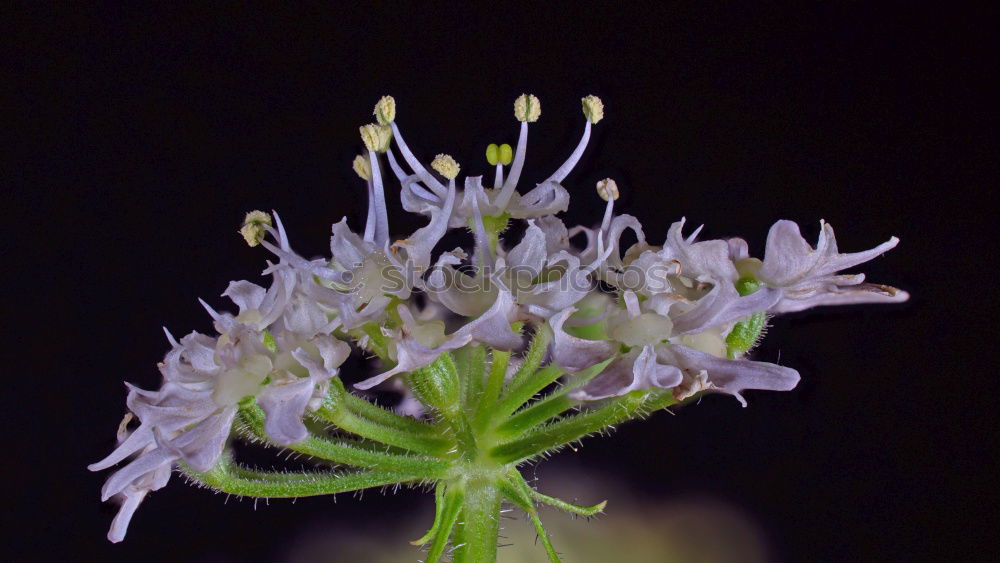 Similar – Muecken-Haendelwurz, Gymnadenia conopsea