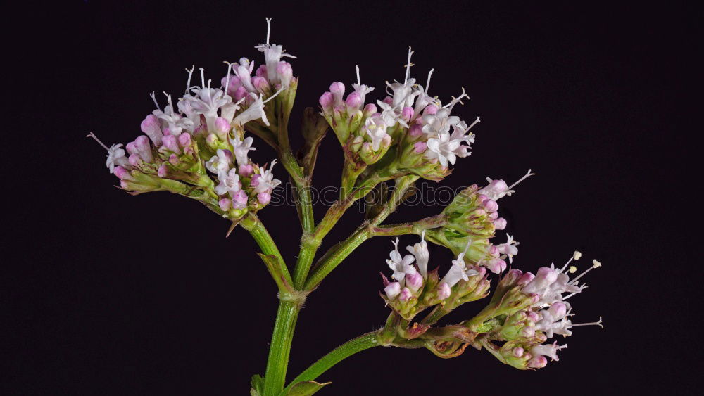 Similar – Muecken-Haendelwurz, Gymnadenia conopsea