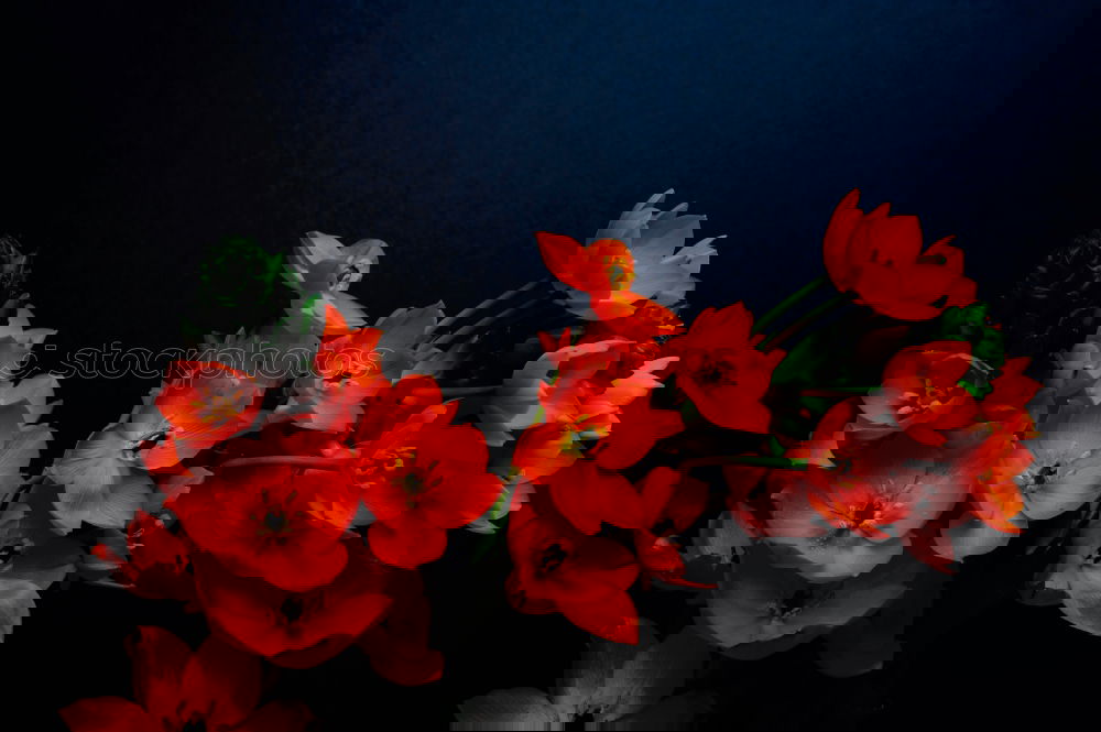 Similar – Foto Bild bloody blume rot Mohn