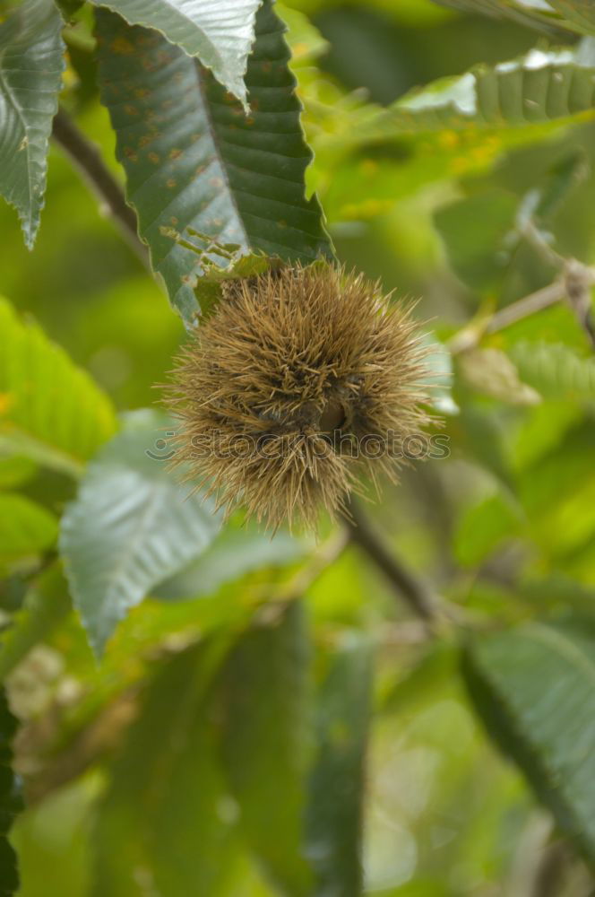 Similar – HedgehogSnailFruit