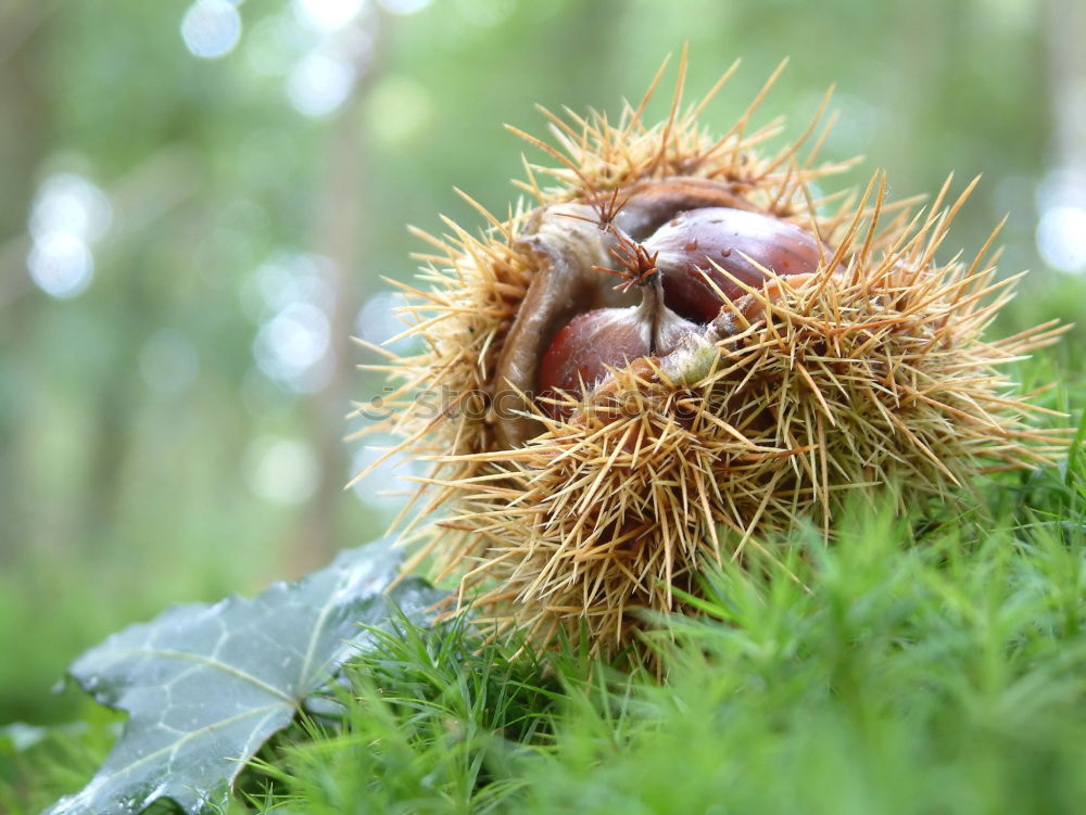 Similar – HedgehogSnailFruit