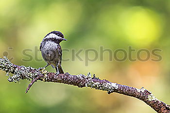 Similar – Image, Stock Photo Long-Tailed Tit