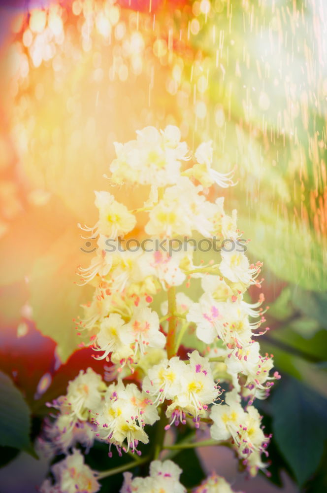 Similar – Turkish carnation flowersbed in summer garden