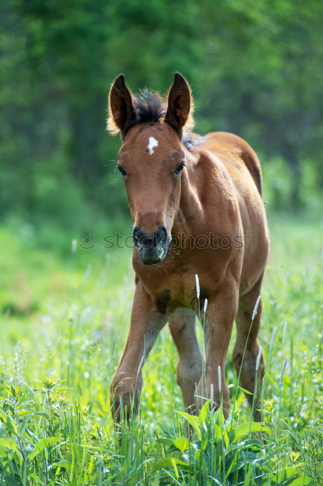 Przewalski’s foal Spring