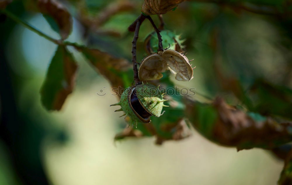 Similar – Image, Stock Photo mushrooms Nature Autumn