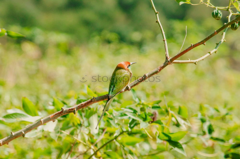 Similar – rose-ringed parakeet sitting in the tree