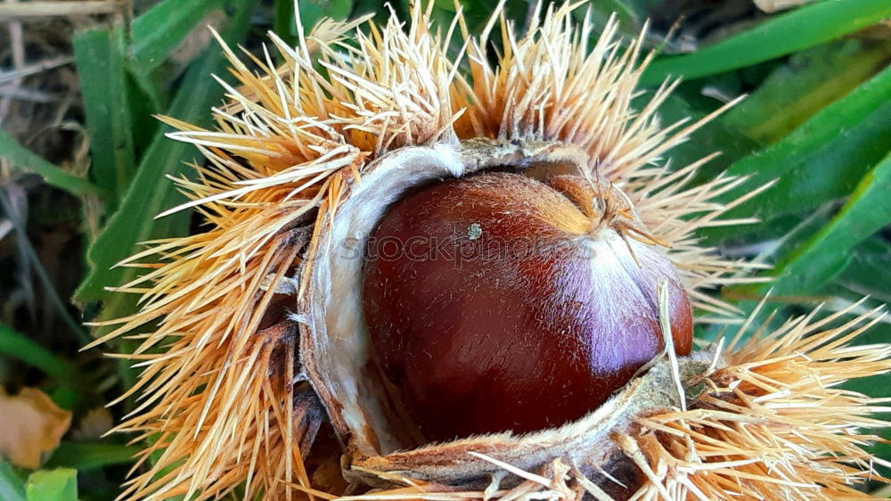 Similar – HedgehogSnailFruit