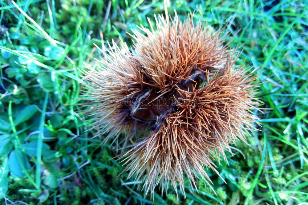 Similar – HedgehogSnailFruit