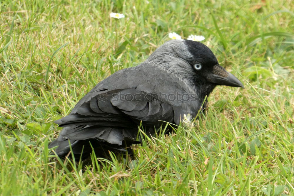 Similar – Image, Stock Photo Dove tired Pigeon Grass