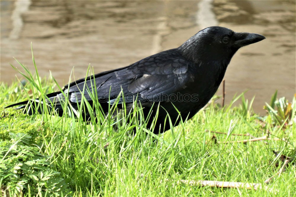 Similar – Image, Stock Photo Blackbird in lawn Bird