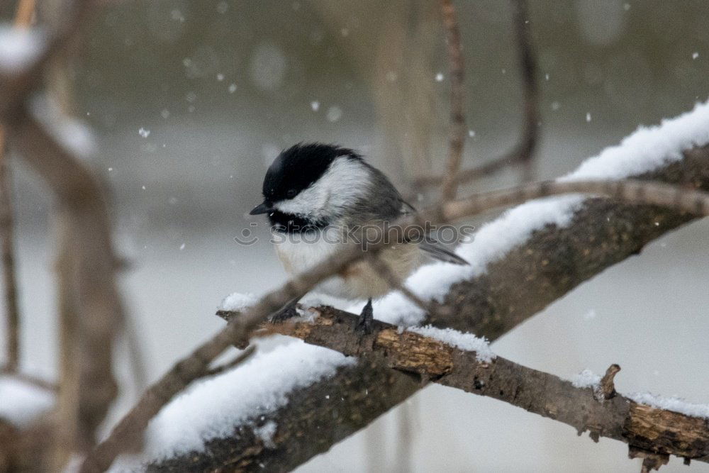 Similar – Image, Stock Photo a bird comes flying! Bird