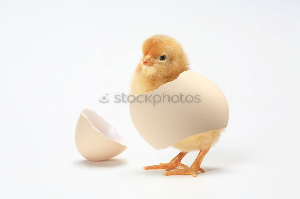 Similar – Image, Stock Photo Ouch makes. Farm animal