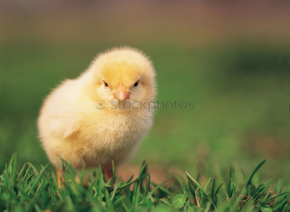 Similar – Image, Stock Photo teenage hen chicken fowls