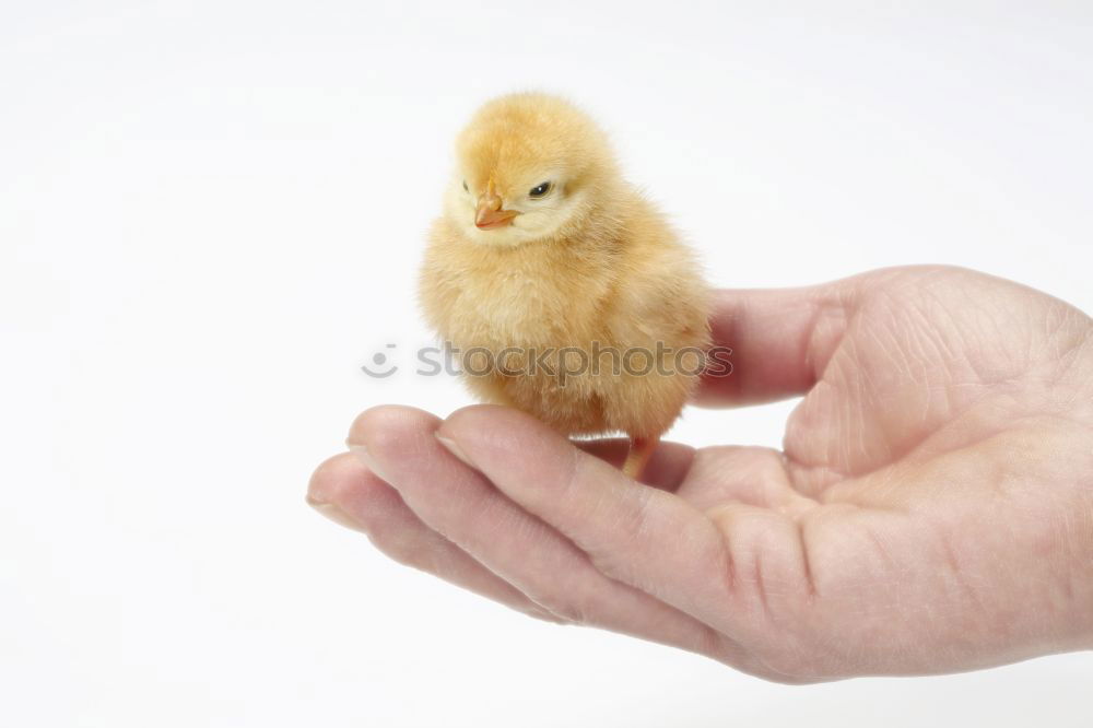 Similar – Foto Bild Sanft gehalten. Umwelt