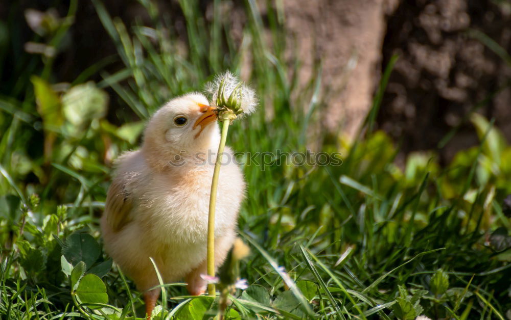 Similar – Image, Stock Photo Help a fox come Nature