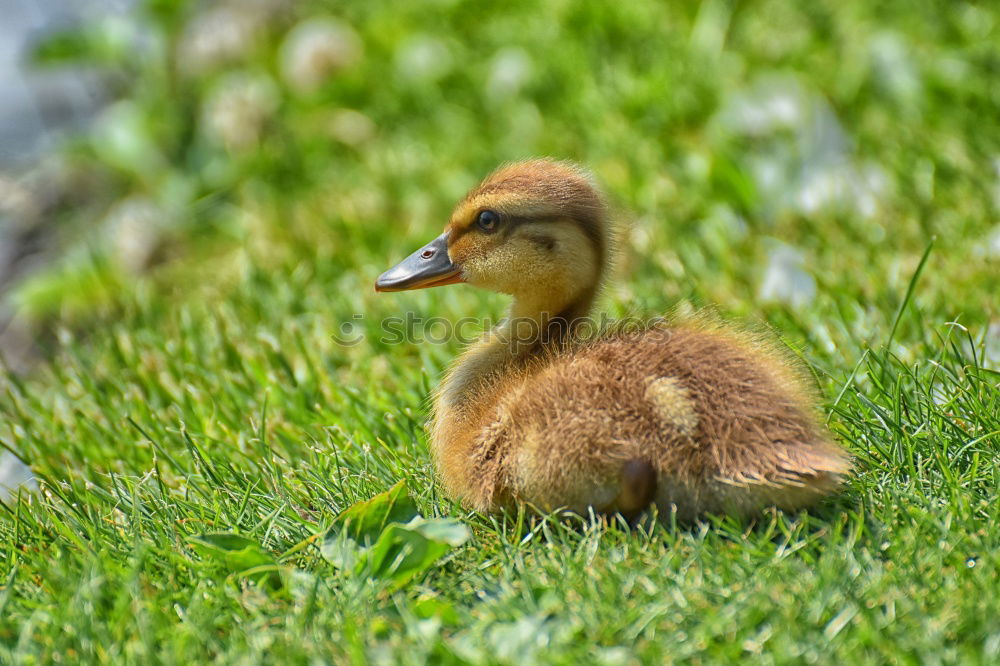 Similar – Image, Stock Photo Fluffy thing Grass Meadow