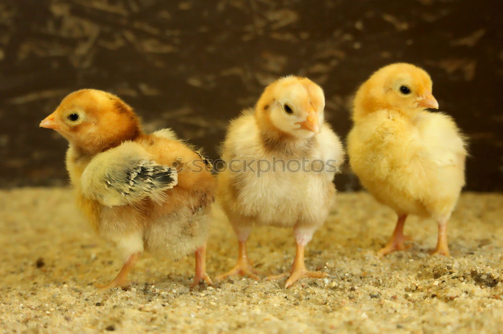 Similar – chicken Incubator