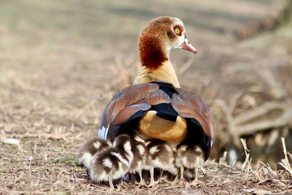 Image, Stock Photo Extraordinary. Sweet and cheeky.